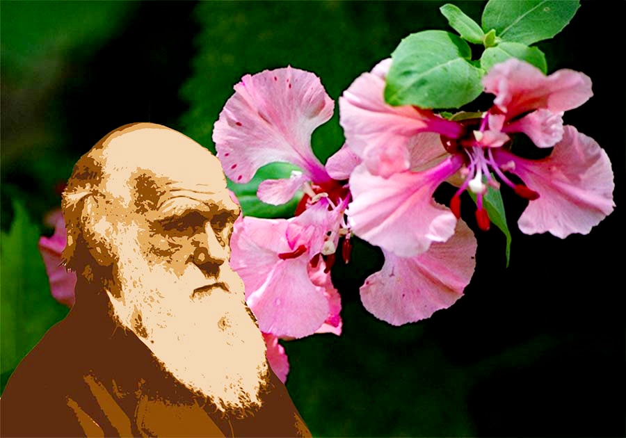 डार्विनको आत्माले शान्ति पायो,फुल फुल्ने वनस्पतिको उत्पत्ति मिति पत्ता लाग्यो