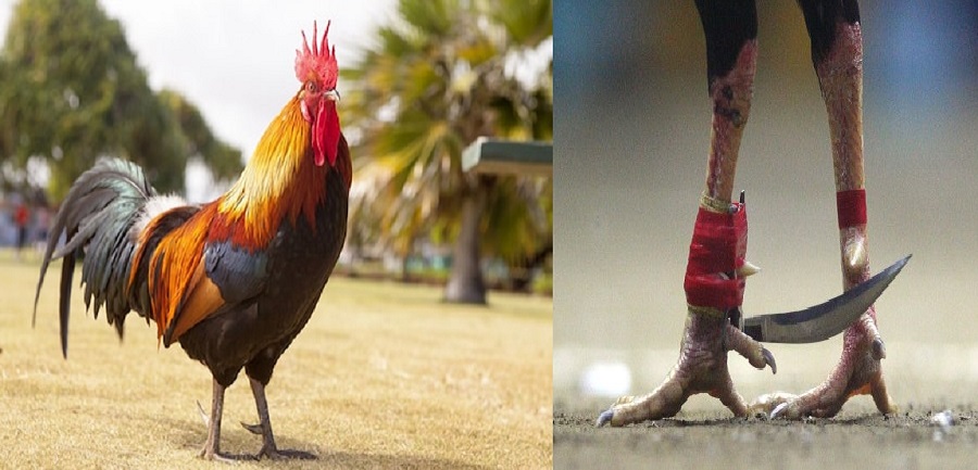 मालिकको हत्या गरेपछि कुखुराको भाले विरुद्ध मुद्दा दायर