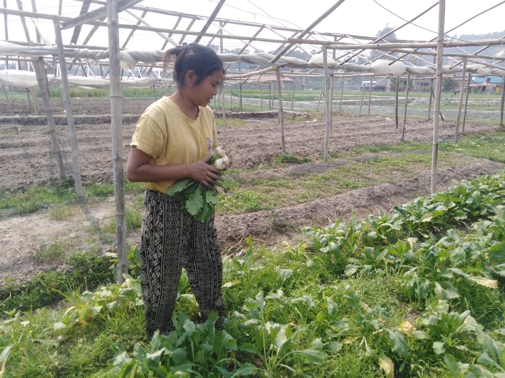 संघर्षले अबिस्नालाई सफल तरकारी उत्पादक बनायो