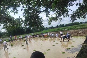 ग्रामथानमा सामुहिक धान रोपाइँ